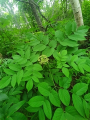 Aralia cordata