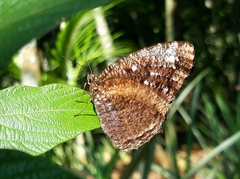 Elymnias casiphone casiphone