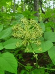 Aralia cordata