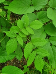 Aralia cordata