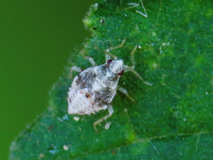 Deraeocoris lutescens