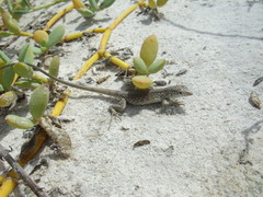 La Tortuga Whiptail photo 3