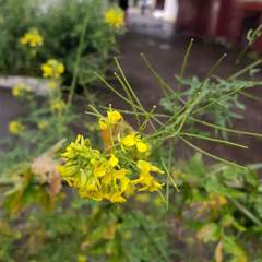 Sisymbrium loeselii