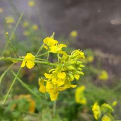 Sisymbrium loeselii