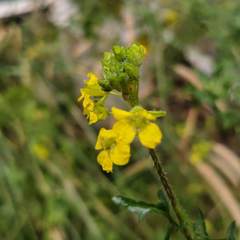Sisymbrium loeselii