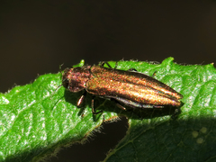 Agrilus viridis