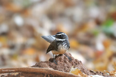 White-Spotted Fantail photo 2