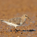 Temminck's Stint - Photo (c) Saurabh Agrawal, some rights reserved (CC BY-NC), uploaded by Saurabh Agrawal