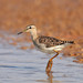 Wood Sandpiper - Photo (c) Saurabh Agrawal, some rights reserved (CC BY-NC), uploaded by Saurabh Agrawal