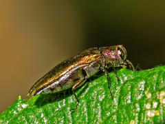 Agrilus viridis