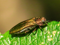 Agrilus viridis