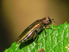 Agrilus viridis