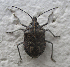 Peltasticus punctatus