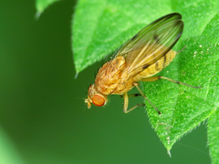 Minettia inusta