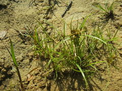 Cyperus flavescens