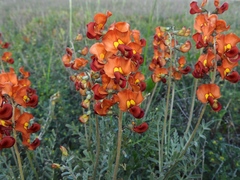 Swainsona stipularis