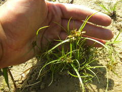 Cyperus flavescens