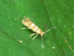 Phyllonorycter nicellii
