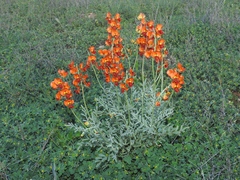 Swainsona stipularis