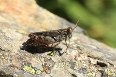 Calliptamus barbarus