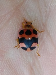 Diekeana admirabilis