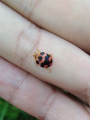 Diekeana admirabilis