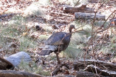 Meleagris gallopavo mexicana