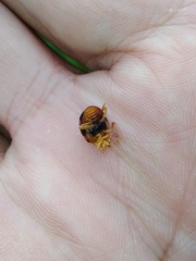 Diekeana admirabilis