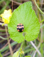 Diekeana admirabilis