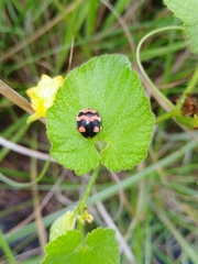 Diekeana admirabilis