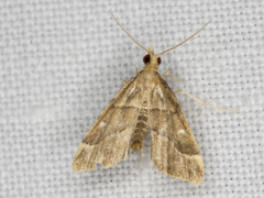 Diplopseustis prophetica