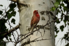 Carpodacus erythrinus