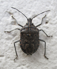 Peltasticus punctatus