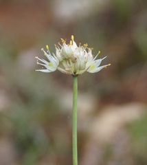 Allium marschalianum