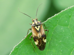 Orthops basalis