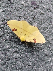 Opisthograptis punctilineata