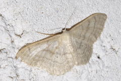 Idaea deversaria