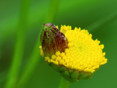 Rhopalomyia tanaceticola