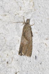 Dichrorampha aeratana