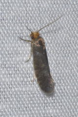 Cephimallota crassiflavella