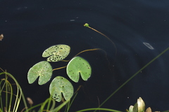Nuphar pumila