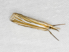 Hednota relatalis