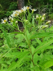 Aster glehnii