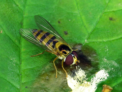 Meligramma cincta