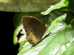 Elymnias panthera
