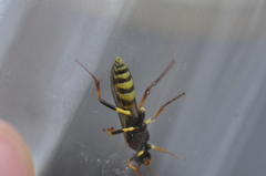 Amblyteles armatorius