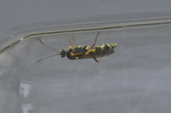 Amblyteles armatorius