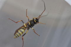 Amblyteles armatorius