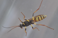 Amblyteles armatorius