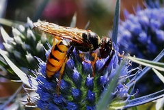 Philanthus triangulum